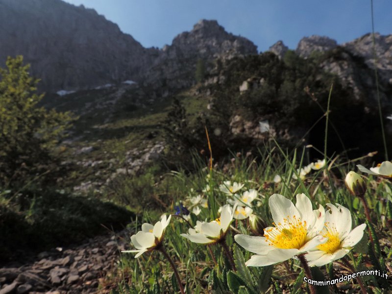 061 Sentiero dell Amicizia - Camedrio alpino.jpg -           